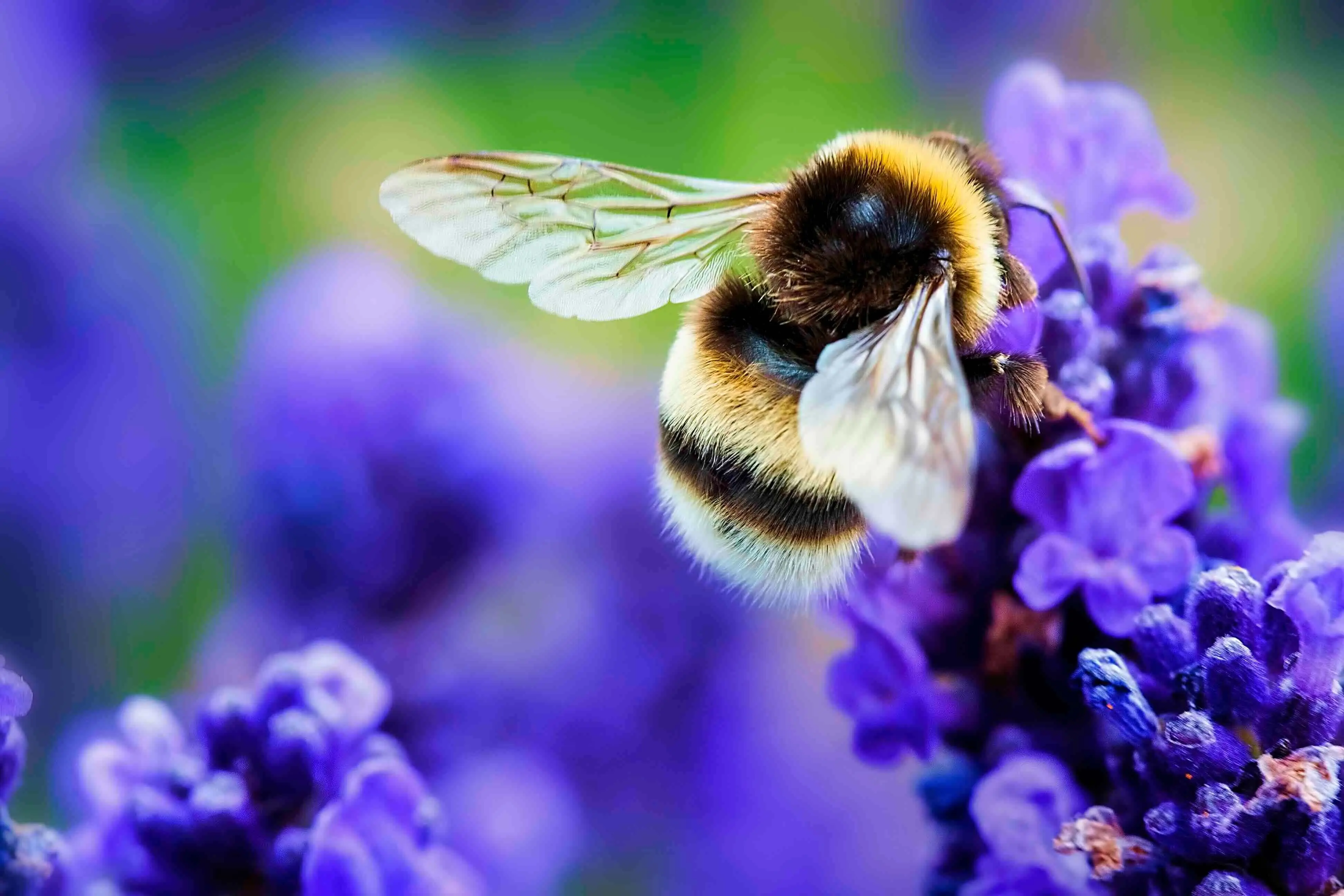 A bumblebee on a cluster of purple flowers