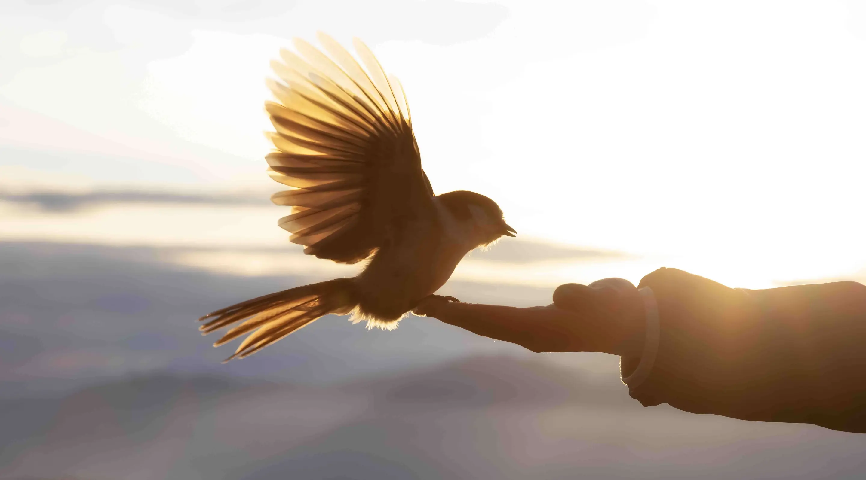A bird, silhouetted against a sunlit background, landing on a person's hand with its wings still raised. 