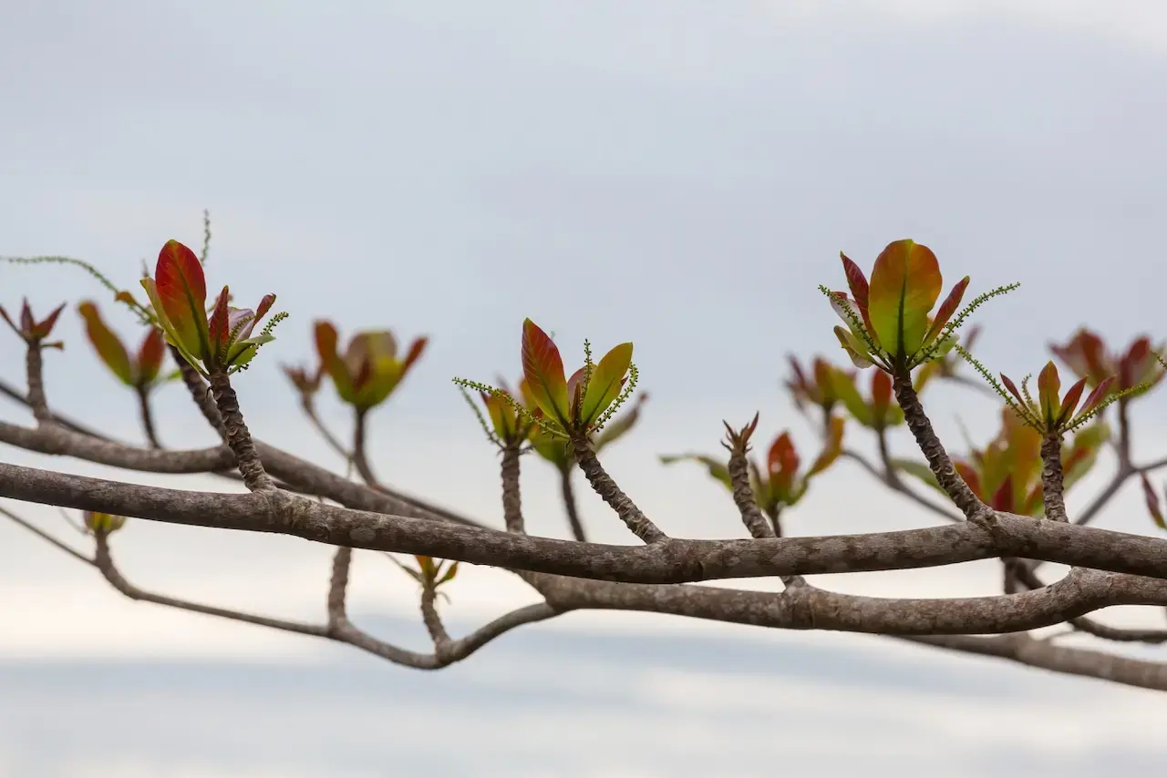 Multiple buds in a line coming off a single tree branch
