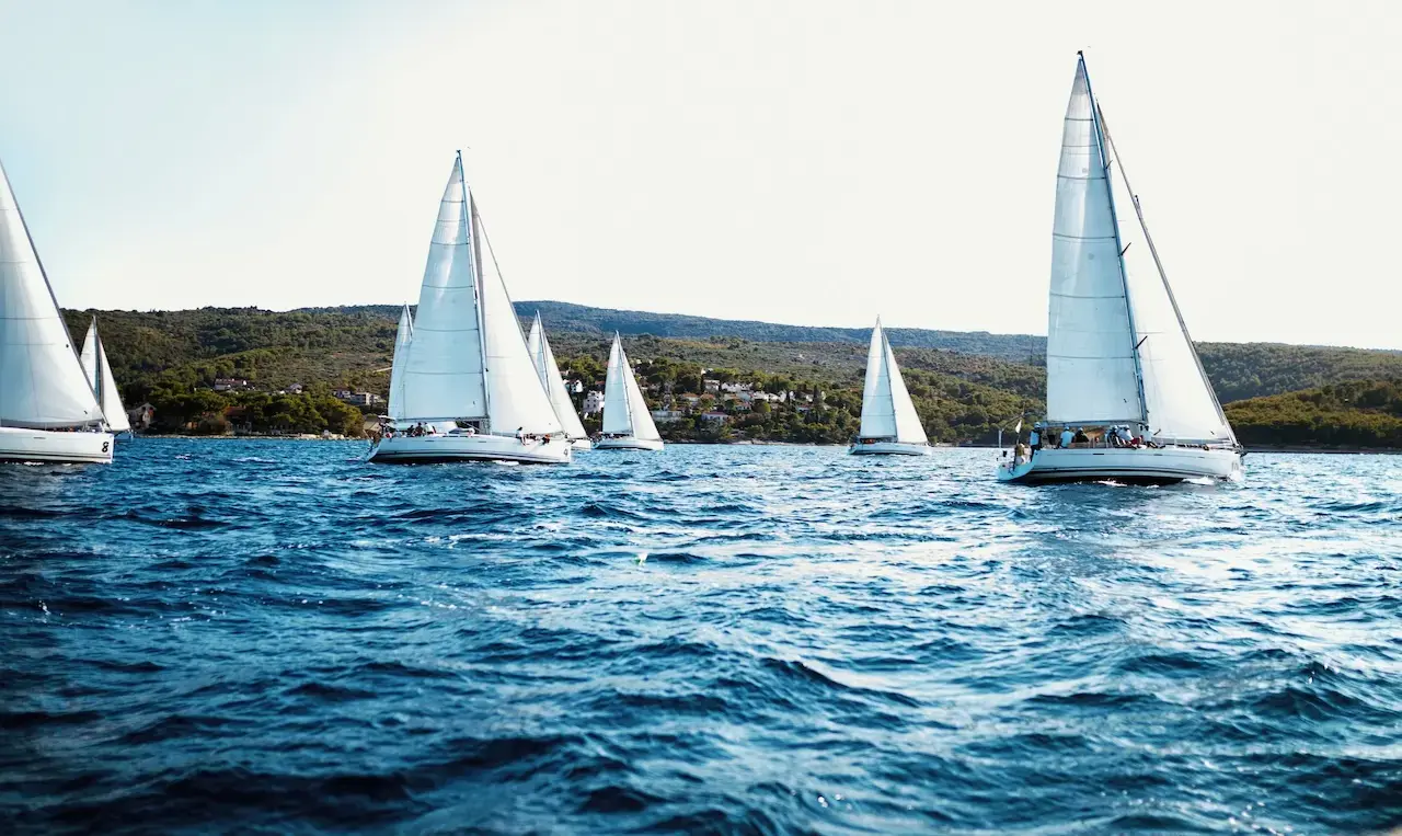 A view from on the water looking inland toward the shore with several white sailboats spaced throughout the view