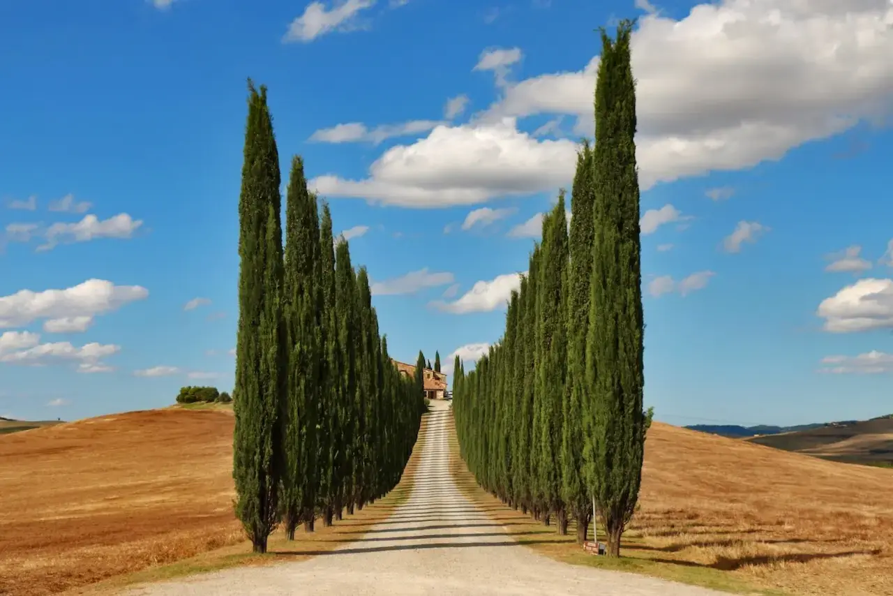A road leading up to a large house in Tuscany with cypress trees lining each side of the road