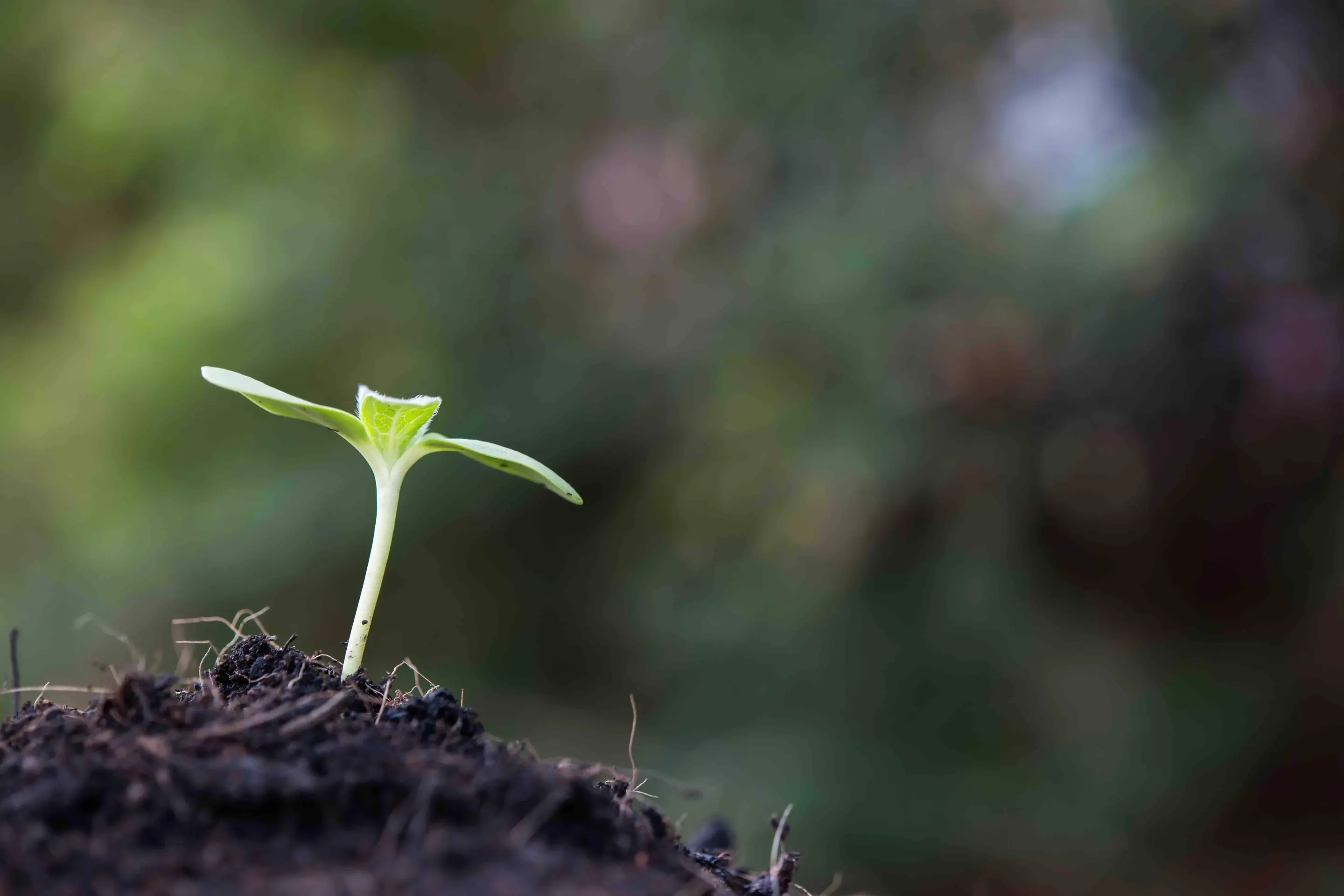 A small, green sprout growing out of a mound of soil, representing the growth of machine learning in Elixir 