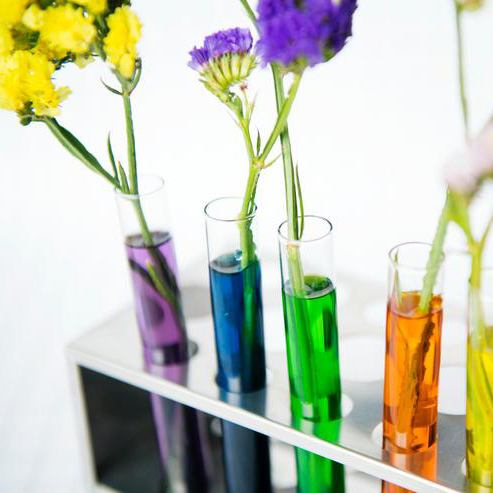 Test tubes with flowers growing