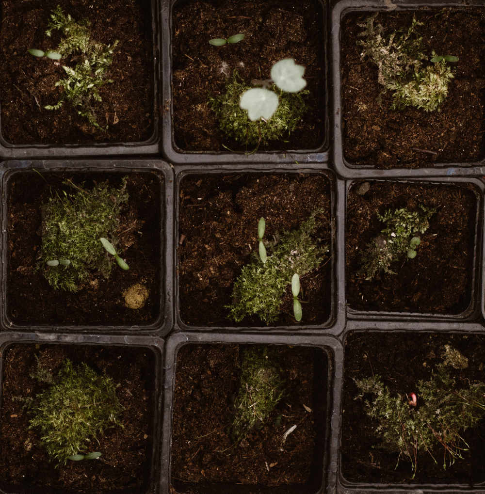 Plants in grid layout