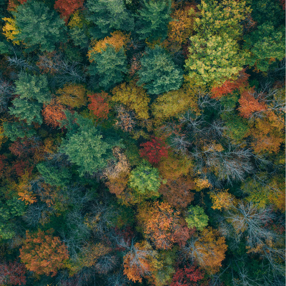 Tree tops in forest