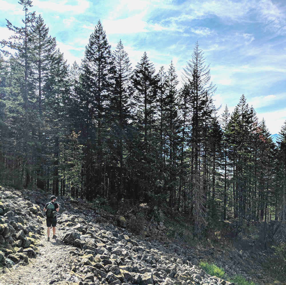 Hiking among Western Red Cedar trees