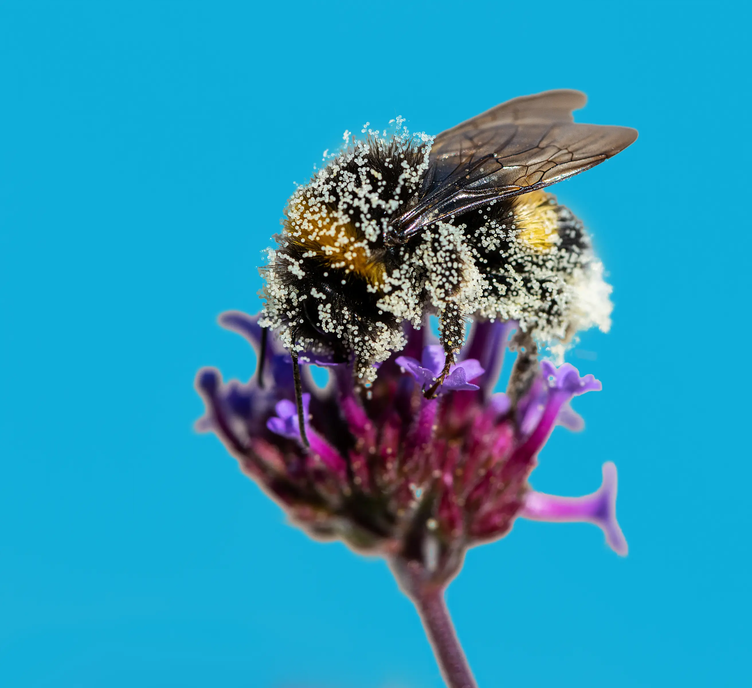 A bumblebee covered in pollen on a purple flower against a bright blue background 
