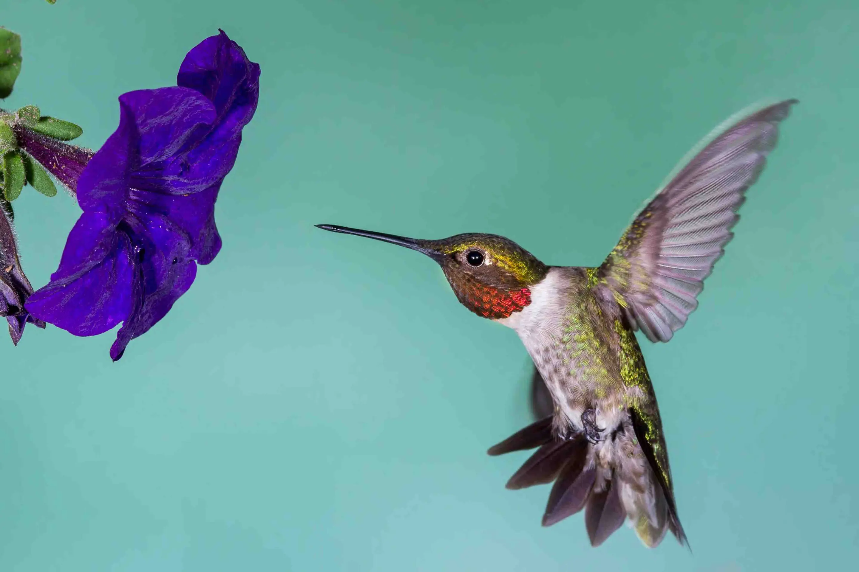 A side view image of a hummingbird hovering in front of a purple flower
