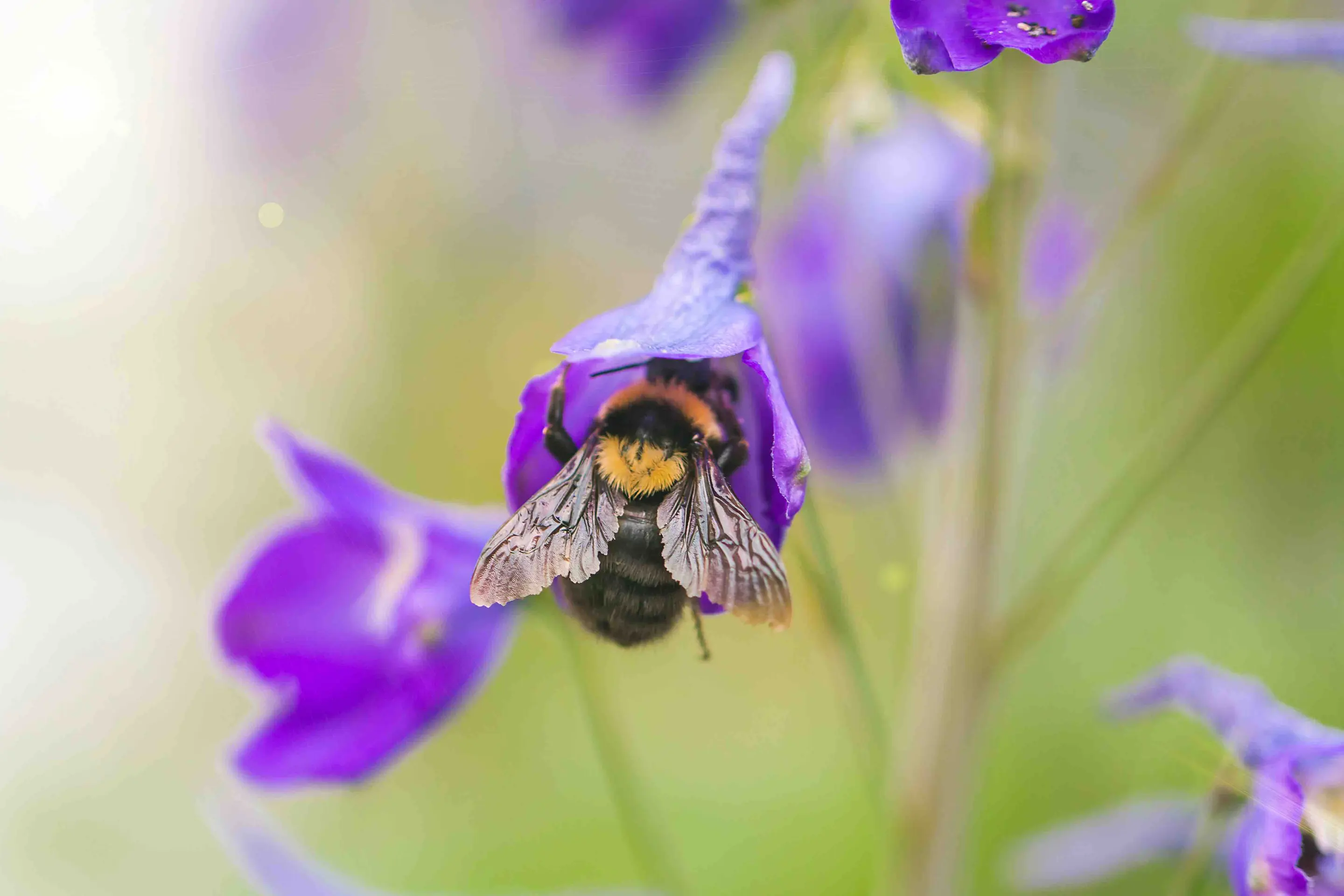 A bumblebee landing on a purple flower.
