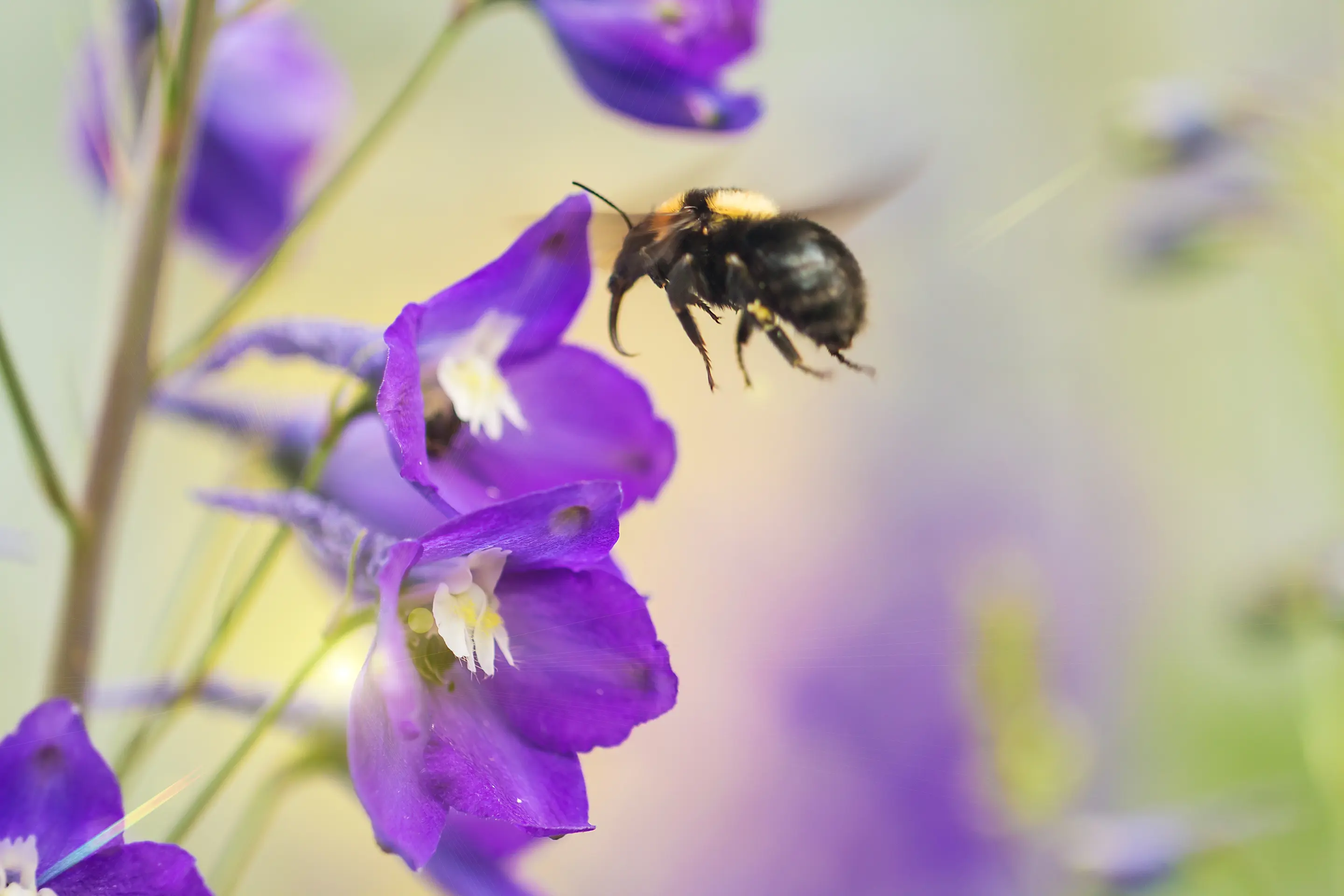 A bumblebee hovering in front of a purple flower
